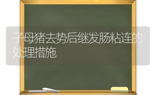 子母猪去势后继发肠粘连的处理措施 | 家畜养殖