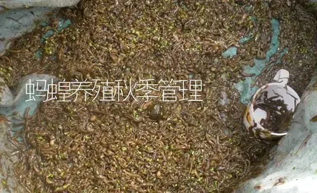 蚂蝗养殖秋季管理 | 特种养殖