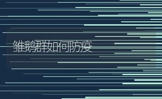 雏鹅群如何防疫 | 家禽养殖