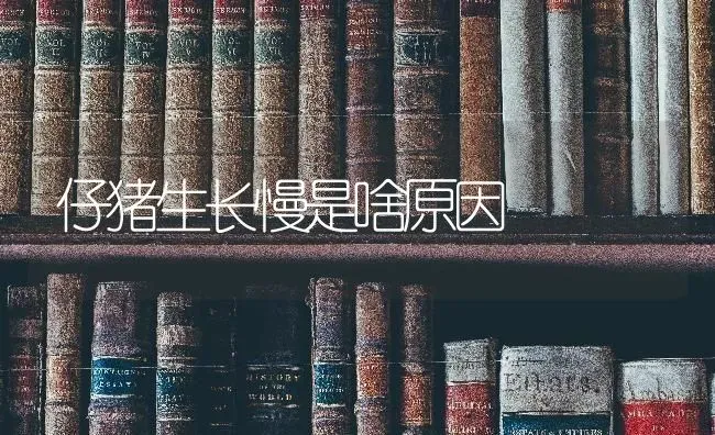 仔猪生长慢是啥原因 | 家畜养殖