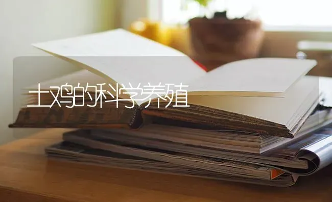 土鸡的科学养殖 | 家禽养殖