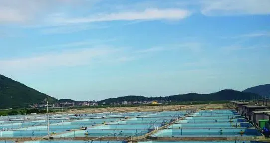 南美白对虾养殖池塘的构建及增氧机的配置使用方法