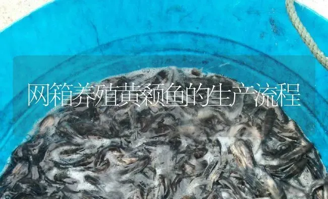 网箱养殖黄颡鱼的生产流程 | 淡水养殖