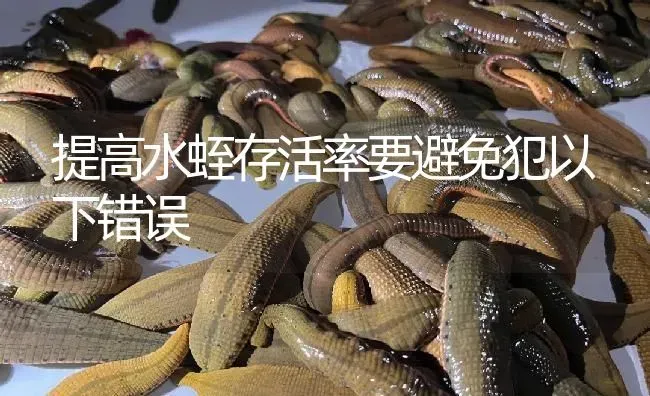 提高水蛭存活率要避免犯以下错误 | 特种养殖