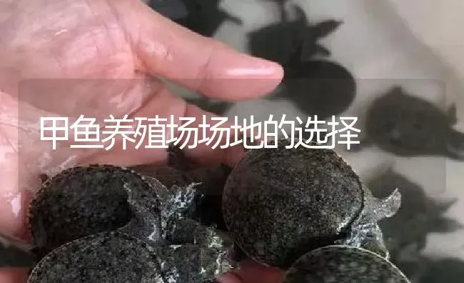 甲鱼养殖场场地的选择 | 淡水养殖