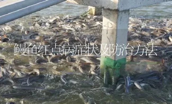 鳗鱼红点病症状及防治方法 | 淡水养殖