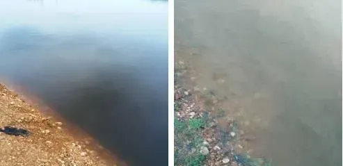 “绿藻”组合处理粪肥引起池塘黑水的案例分享