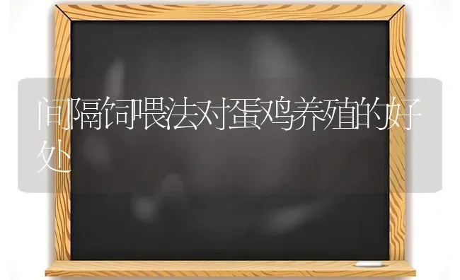 间隔饲喂法对蛋鸡养殖的好处 | 家禽养殖