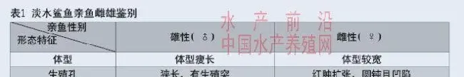 淡水鲨鱼人工繁养技术总结