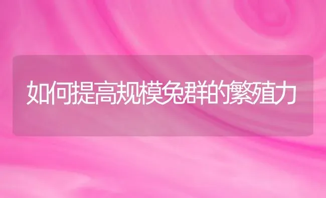 如何提高规模兔群的繁殖力 | 家畜养殖