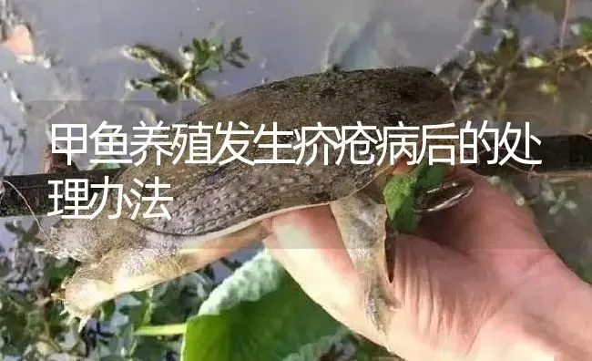 甲鱼养殖发生疥疮病后的处理办法 | 淡水养殖