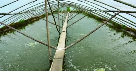 南美白对虾养殖池塘的构建及增氧机的配置使用方法