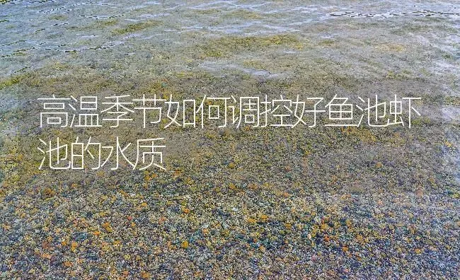 高温季节如何调控好鱼池虾池的水质 | 动物养殖百科