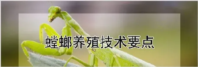 螳螂养殖技术要点 | 动物饲养方法