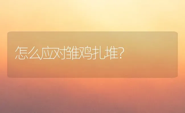 怎么应对雏鸡扎堆？ | 家禽养殖