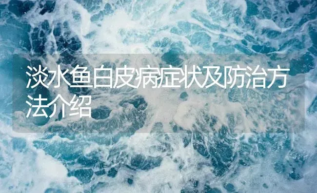 淡水鱼白皮病症状及防治方法介绍 | 养殖病虫害防治
