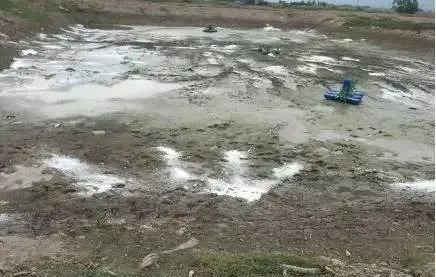 开花必知——澳华鲮鱼开花方案效果显著