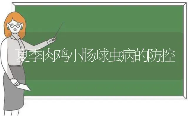 夏季肉鸡小肠球虫病的防控 | 家禽养殖