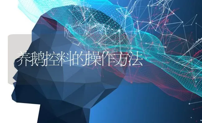 养鹅控料的操作方法 | 家禽养殖