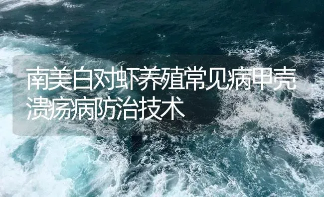 南美白对虾养殖常见病甲壳溃疡病防治技术 | 海水养殖