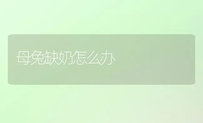 母兔缺奶怎么办 | 家畜养殖