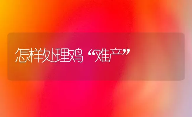 怎样处理鸡“难产” | 家禽养殖