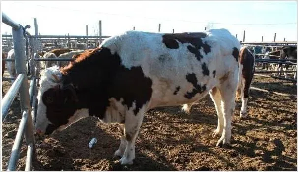 肉牛食欲差怎么办？教你三招进行应对！ | 农业养殖技术