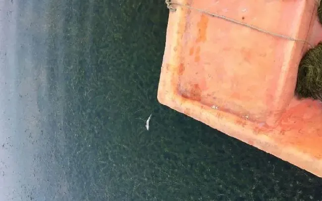 梅雨季节河蟹养殖户该如何保草