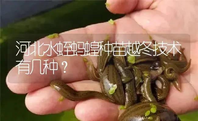 河北水蛭蚂蝗种苗越冬技术有几种？ | 特种养殖