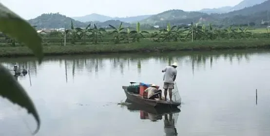 高温阴雨对鱼虾混养池塘的影响及对策