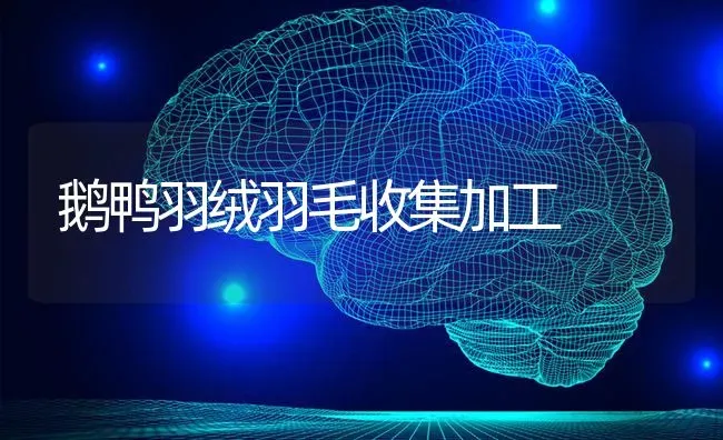 鹅鸭羽绒羽毛收集加工 | 家禽养殖