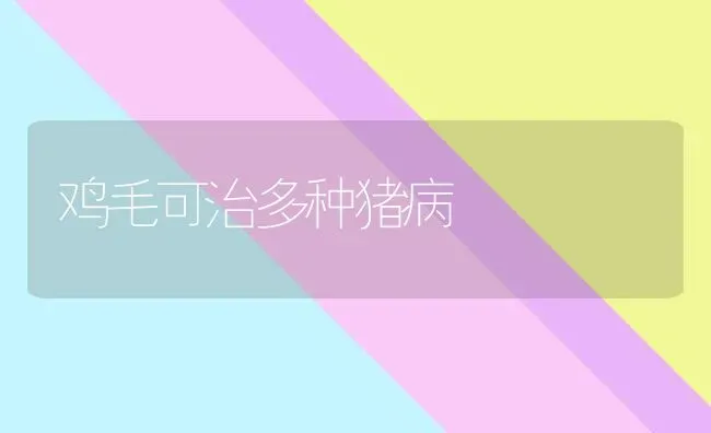 鸡毛可治多种猪病 | 家畜养殖