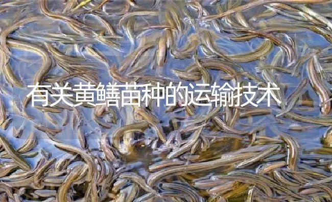 有关黄鳝苗种的运输技术 | 淡水养殖