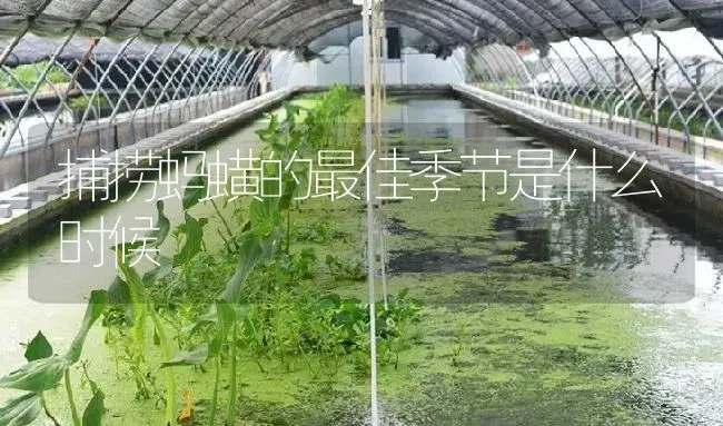 捕捞蚂蟥的最佳季节是什么时候 | 特种养殖