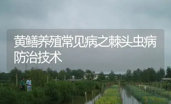 黄鳝养殖常见病之棘头虫病防治技术 | 淡水养殖