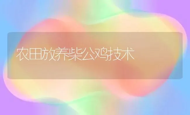 农田放养柴公鸡技术 | 家禽养殖