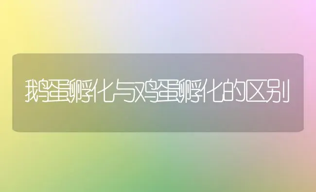 鹅蛋孵化与鸡蛋孵化的区别 | 家禽养殖