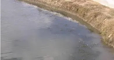 河蟹塘水色发黑的处理方案