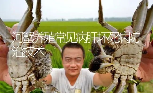 河蟹养殖常见病肝坏死病防治技术 | 淡水养殖