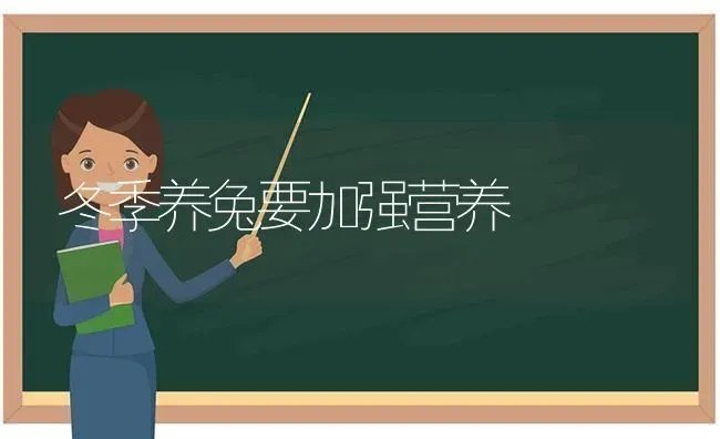 冬季养兔要加强营养 | 家畜养殖