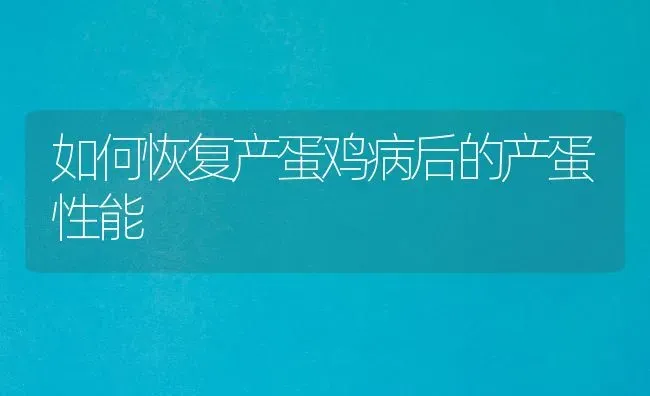 如何恢复产蛋鸡病后的产蛋性能 | 家禽养殖