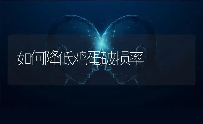 如何降低鸡蛋破损率 | 家禽养殖