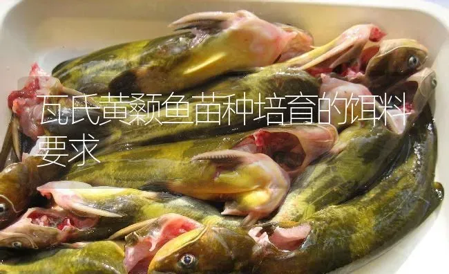 瓦氏黄颡鱼苗种培育的饵料要求 | 淡水养殖