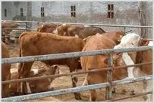 湖南肉牛养殖行情 | 动物饲养方法