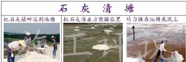 天热了，养殖户如何安全地抑制青苔？为水草、虾蟹健康护驾