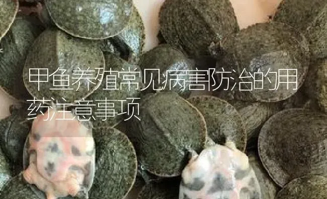 甲鱼养殖常见病害防治的用药注意事项 | 养殖病虫害防治