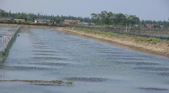 梅雨季节河蟹养殖户该如何保草