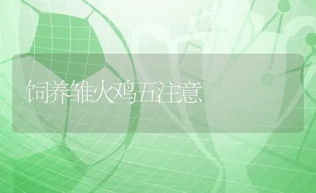 饲养雏火鸡五注意 | 家禽养殖