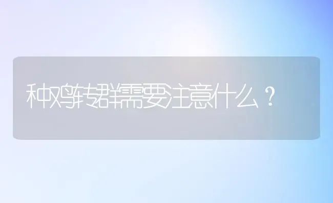 种鸡转群需要注意什么？ | 家禽养殖