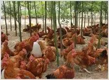 蛋鸡采食习性的变化 | 养殖动物技术